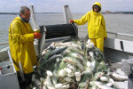 Lots of fish.